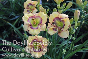Buddy's Cutie AHS image