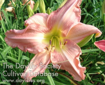 Maurepas Mauve AHS image