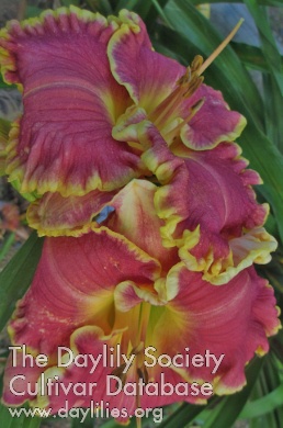 Westbourne My Garden Pet AHS image