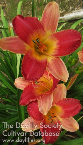 Westbourne Peaches and Cream AHS image