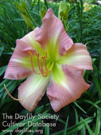 Sandra Gail AHS image