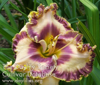 Roman Gripas AHS image