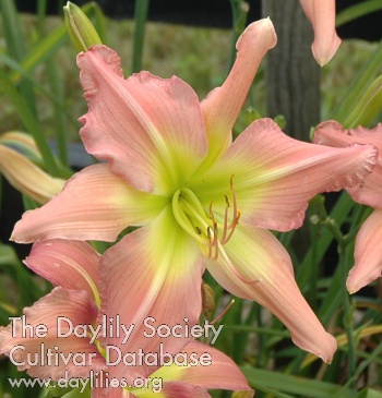 Pink Pinwheel AHS image