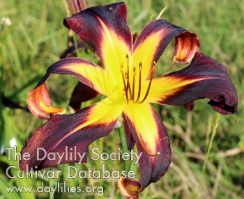 Juris Purple Giant AHS image