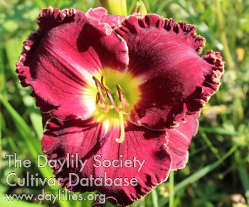 Juris Purple Wonder AHS image