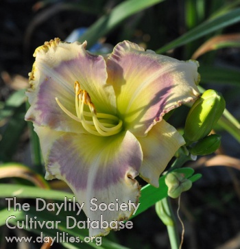 Darcy Farrow AHS image