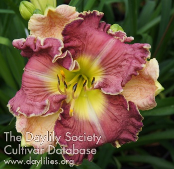 Lily Farm Battle Axe AHS image