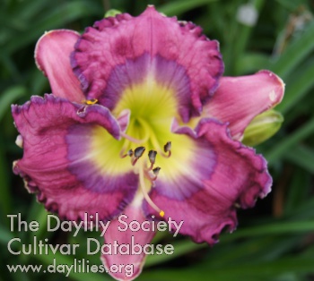 Lily Farm Artwork AHS image
