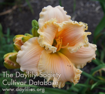Lily Farm Chameleon AHS image