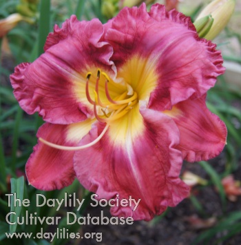 Rose Scepter AHS image