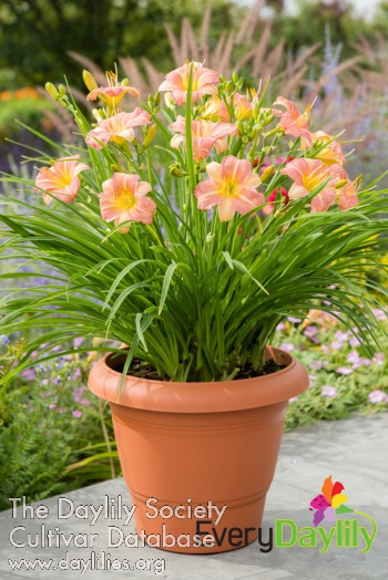 EDL Pink Cream AHS image