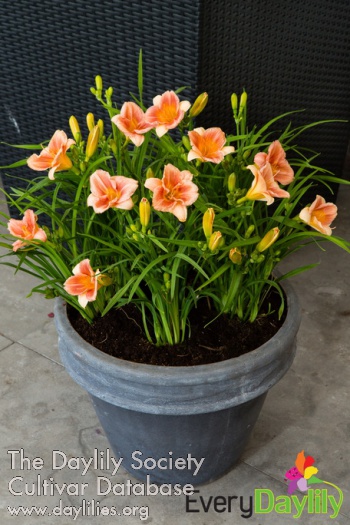 EDL Cerise AHS image