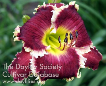 Ruby Dragon AHS image