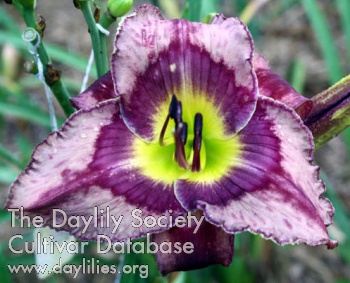 Purple Roan AHS image