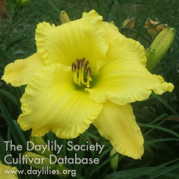 Yellow Color Matters AHS image