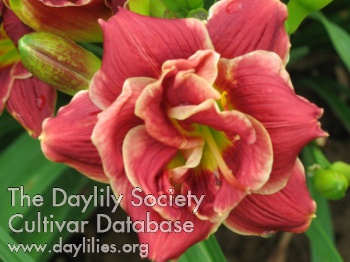 Buckeye Rose AHS image