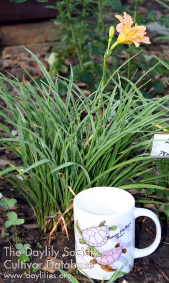Nature's Teacup Tempest AHS image