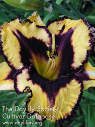 Zegel AHS image