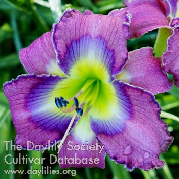 Spacecoast Blue Eyed Majesty AHS image