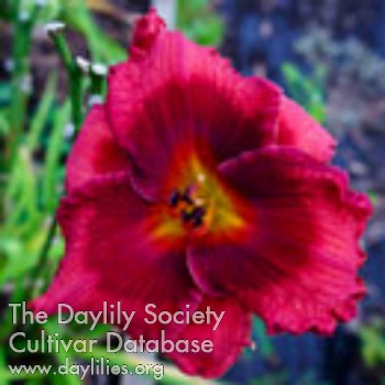 Spacecoast Red Dazzler AHS image