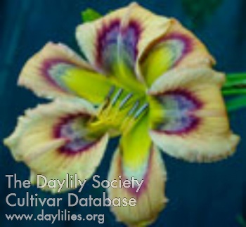 Rainbow Flower AHS image