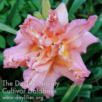 Double Pink Flamingo AHS image