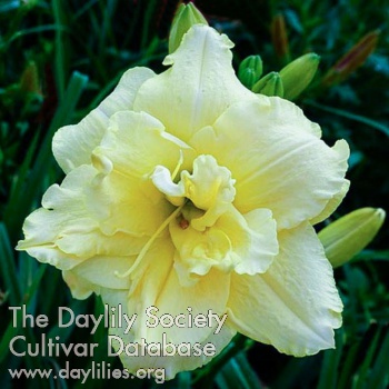 Double Yellow Cream Puff AHS image