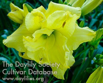 Double Yellow Thunder AHS image