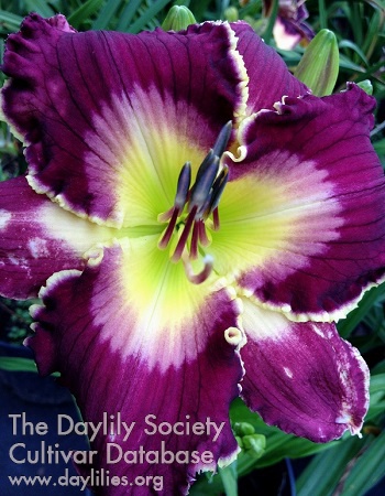 Jammin's Midnight Jewel AHS image