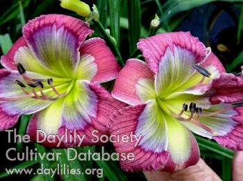 Jammin's Pinky Toes AHS image