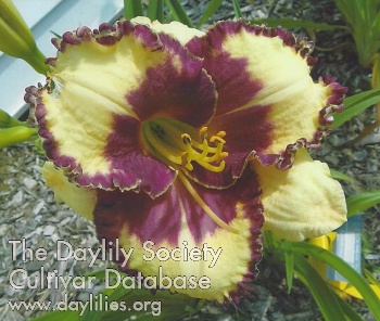 Bristol's Delite AHS image