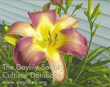 Dawn's Gift AHS image