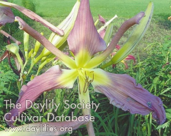 Hayden's Pinwheel AHS image