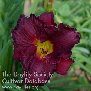 Blackberry Merlot AHS image