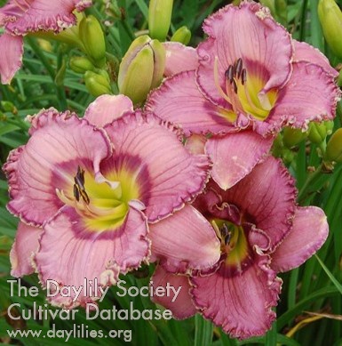Plum Fairy Princess AHS image