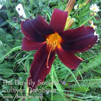 Mack's Dark Shadows