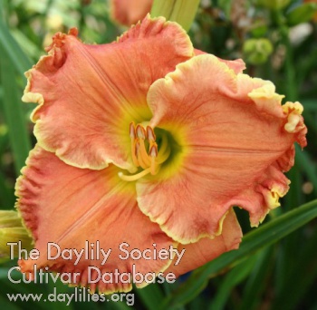 Yew Dell Garden Party AHS image