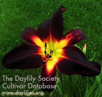 Blackest Crow
