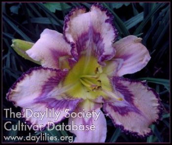Greywoods Rainbow Equus AHS image