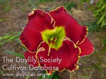 Spitfire Red AHS image