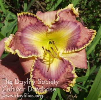 Navajo Morning Flower AHS image