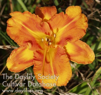 Orange Super Nova AHS image