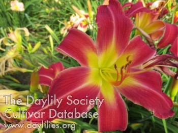 Boitzer Pink Bananas AHS image