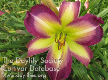 Boitzer Purple Rainbow AHS image