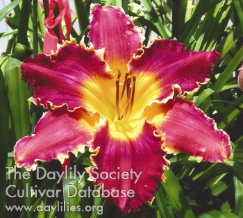 Heavenly Hybridizer AHS image