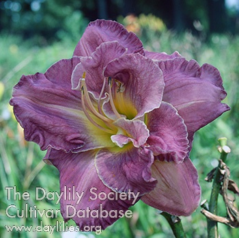 Balmy Amethyst AHS image