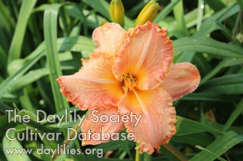 Coral Softness AHS image
