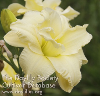 Daisy Ann AHS image