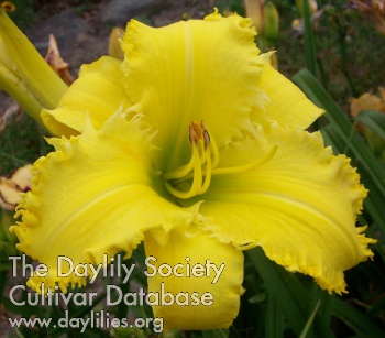 Dorothy's Gift AHS image