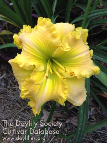 Lemoncello Ripples AHS image